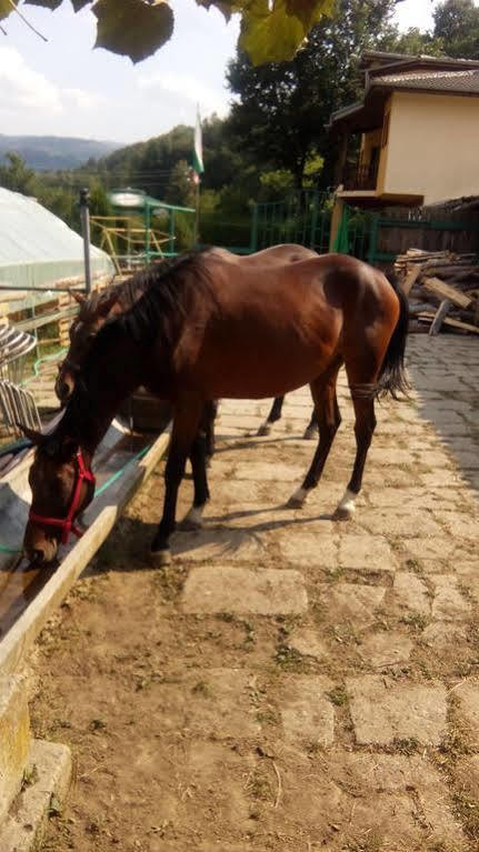 Guest House Alfa Daniel Balkanets  المظهر الخارجي الصورة